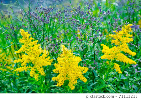 The grass where the yellow Solidago altissima blooms The grass where the yellow Solidago altissima blooms 71113213