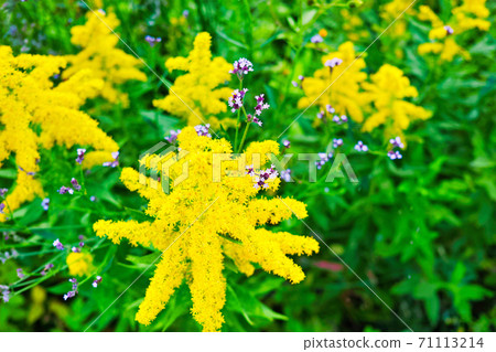 Grass with yellow goldenrod and purple flowers Grass with yellow goldenrod and purple flowers 71113214