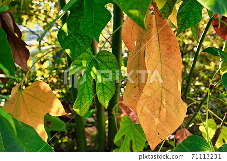 Large yellow leaves of Aogiri 71113231