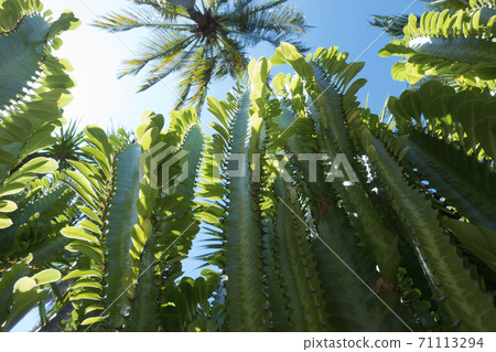 cactus Euphorbia trigona (African milk tree) bottom-up shot against the sky and the crown of a palm tree 71113294