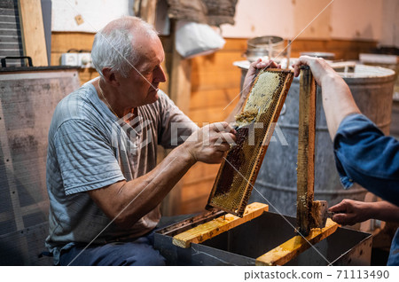 Hand using a scraper to clog honeycombs with honey in a frame. Beekeeper Unseal Honeycomb. 71113490