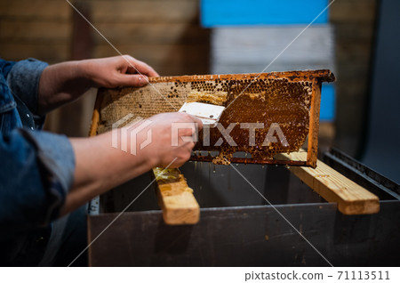 Beekeeper unseals honeycomb with a scraper to remove wax and subtract honey. Beekeeper unseals honeycomb with a scraper to remove wax and subtract honey. 71113511