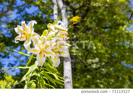 Wild lily 71113527