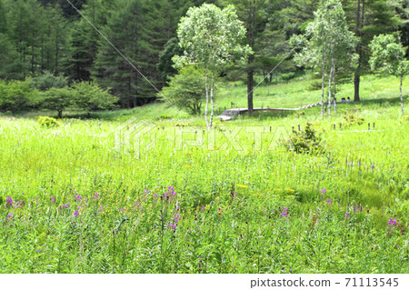 Irikasa Marsh in early summer Flower field Irikasa Marsh in early summer Flower field 71113545