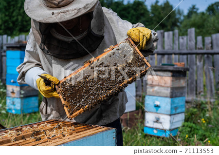 Bee master on apiary. Man in protective hat works with beehive. Beekeeper examining bees on a bee farm on green nature background. 71113553