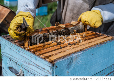 Beekeepers putting honeycomb trays with honeybees back into the beehive, beekeepers preparing to harvest honey at apiary. Beekeepers putting honeycomb trays with honeybees back into the beehive, beekeepers preparing to harvest honey at apiary. 71113554