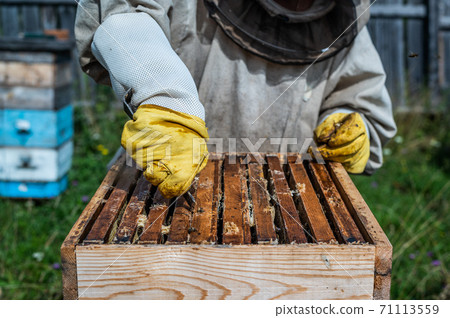 Honey harvest in apiary. Bees on honeycomb. Beekeeper removes excess honeywax to pull out frame with honey. 71113559