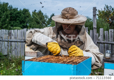 Close up view of beekeeper remove beeswax from honeycomb with brood nests and bees on it 71113560