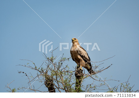 Tawny eagle or Aquila rapax perched on tree at tal chhapar sanctuary rajasthan India 71113834