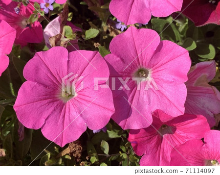 Petunia pink flowers Petunia pink flowers 71114097
