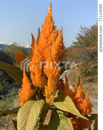 Cockscomb orange color Cockscomb orange color 71114098