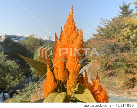 Cockscomb orange color Cockscomb orange color 71114099