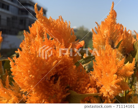 Cockscomb orange color Cockscomb orange color 71114101