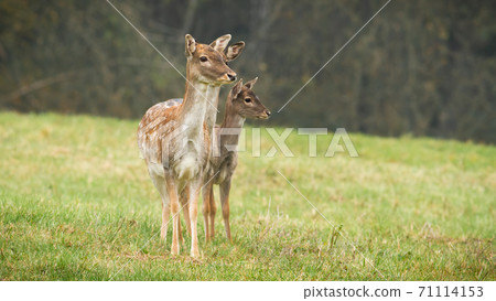 Three fallow deer does standing on a field in autumn nature. Three fallow deer does standing on a field in autumn nature. 71114153