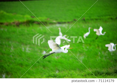 Shirasagi and others are dancing in the paddy fields of Ebina 05 71114179