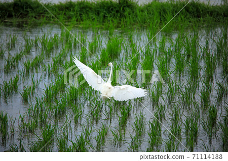 Shirasagi and others are dancing in the paddy fields of Ebina again this year 15 71114188