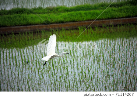 Shirasagi and others are dancing in the paddy fields of Ebina 33 71114207