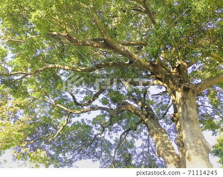 A big tree looking up from below 71114245