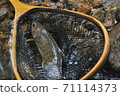 在福井縣大野市內海河中，岩原的背面被一條下沉的min魚所困 71114373