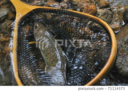 在福井縣大野市內海河中，岩原的背面被一條下沉的min魚所困 71114373