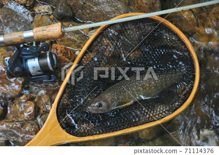 Iwana and tackle caught in the Uchinami River, Ono City, Fukui Prefecture Iwana and tackle caught in the Uchinami River, Ono City, Fukui Prefecture 71114376