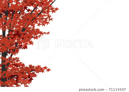 秋葉純白色背景 71114597