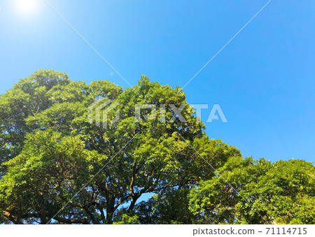 一棵大樹，陽光從藍天照耀 71114715