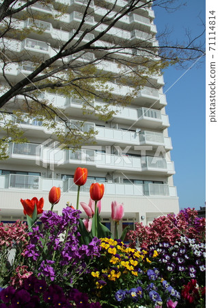 Flowerbed in an apartment with beautiful tulips [April] 71114814