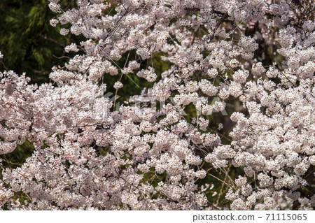 在盛開櫻花的公園賞櫻花 在盛開櫻花的公園賞櫻花 71115065