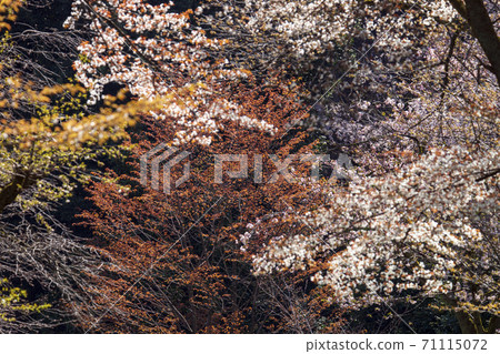 在盛開櫻花的公園賞櫻花 在盛開櫻花的公園賞櫻花 71115072