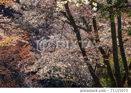 在盛開櫻花的公園賞櫻花 在盛開櫻花的公園賞櫻花 71115073