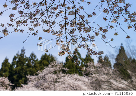 在盛開櫻花的公園賞櫻花 在盛開櫻花的公園賞櫻花 71115080