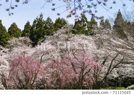 Cherry-blossom viewing in the park where the cherry blossoms are in full bloom Cherry-blossom viewing in the park where the cherry blossoms are in full bloom 71115085