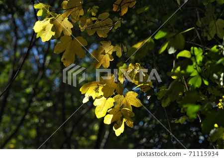 Yellow leaves of field maple with unique leaf shape Yellow leaves of field maple with unique leaf shape 71115934