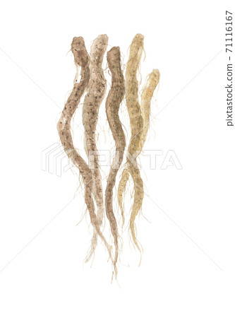 Yam root 71116167
