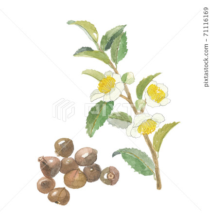 茶花和水果 71116169