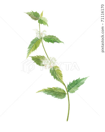 死的苦惱死蕁麻 71116170
