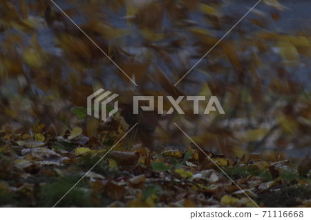 Fallen leaves Fallen leaves 71116668