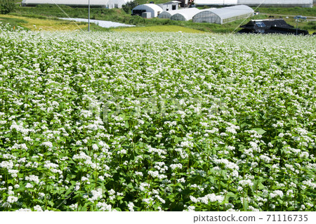 View of buckwheat field in full bloom in Toyohira Town 71116735