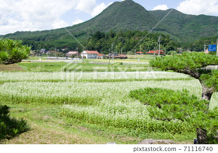 View of buckwheat field in full bloom in Toyohira Town View of buckwheat field in full bloom in Toyohira Town 71116740