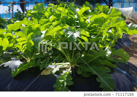 從山脊上長出來的蘿蔔的根 從山脊上長出來的蘿蔔的根 71117188