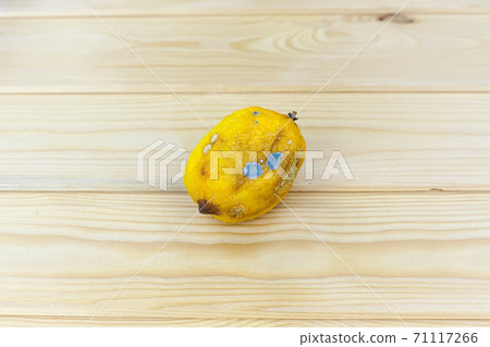 Decaying organic lemon, full of mold. A spoiled food product. Decaying organic lemon, full of mold. A spoiled food product. 71117266