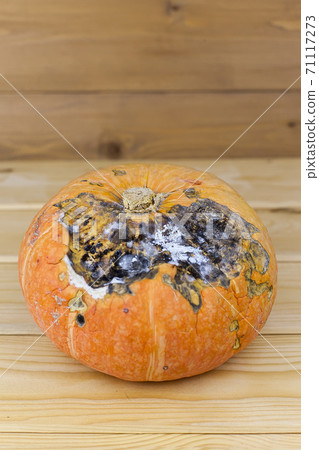 Pumpkin that started to rot, close-up on a white background. The spoiled vegetables Pumpkin that started to rot, close-up on a white background. The spoiled vegetables 71117273