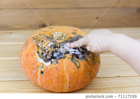 Pumpkin that started to rot, close-up on a white background. The spoiled vegetables 71117289