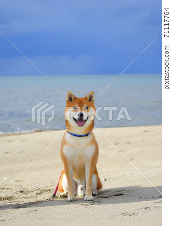 Shiba Inu 71117764