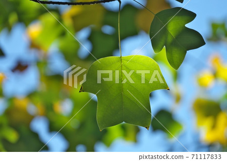 Leaves of "Sinayurinoki" with cute shape, heading for yellow leaves Leaves of "Sinayurinoki" with cute shape, heading for yellow leaves 71117833