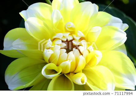 Beautifully blooming dahlia Beautifully blooming dahlia 71117994