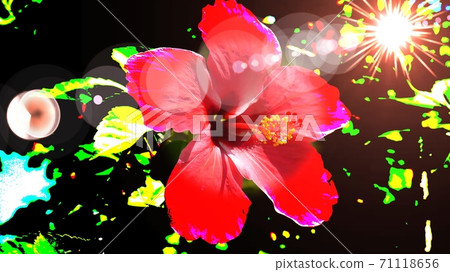 Palau hibiscus Palau hibiscus 71118656