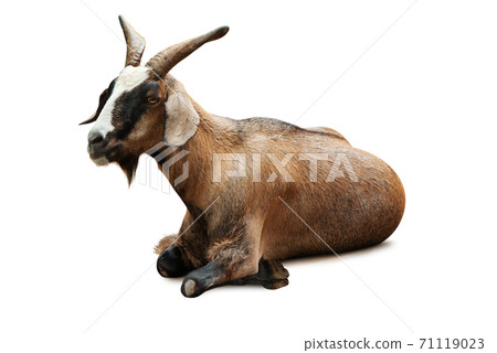 animal of goat sitting isolate is on white background with clipping path 71119023