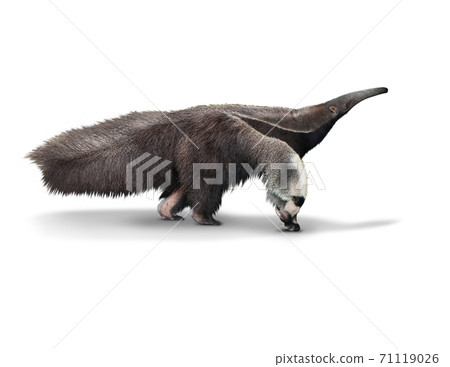 Giant anteater or Myrmecophaga tridactyla isolated is on White Background with clipping path 71119026